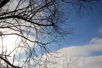 Bare tree branches against the sky and the sun