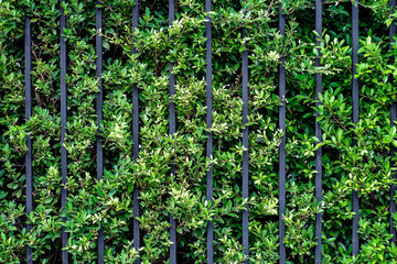 black steel iron fence of boundary house with green leaf of shrub tree growing wall natural in garden background