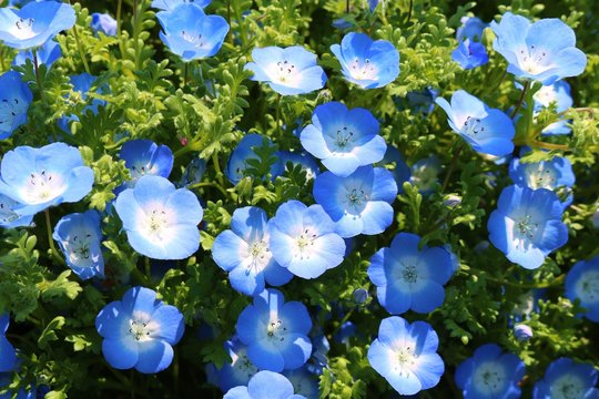 青い花 Images Browse 3 390 Stock Photos Vectors And Video Adobe Stock