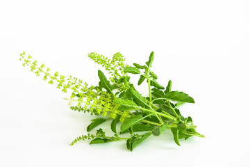 Green Holy Basil, Ocimum sanctum on white background.