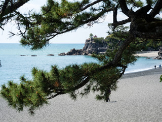 Pine tree on Katsurahama beach, a famous scenic spot on the outskirts of Kochi city