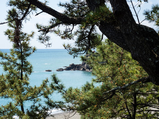 Pine tree on Katsurahama beach, a famous scenic spot on the outskirts of Kochi city