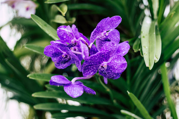 Fototapeta premium orchids