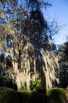Moss in Tree at Sunset