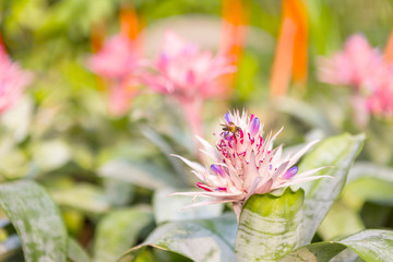 Bee on Bromeliad plant flower over blurred garden background, morning outdoor day light, nature concept background