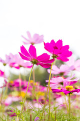 Fototapeta na wymiar Colorful cosmos flower garden, outdoor day light, nature concept