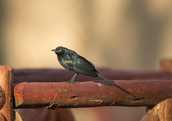 Ruppells Starling in the morning light seen at Masai Mara, Kenya, Africa