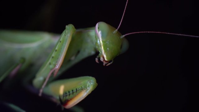 Ultra macro green praying mantis facing the camera black background