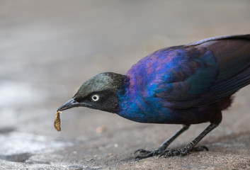 Beautiful colours of Ruppells Starling seen at Masai Mara, Kenya, Africa