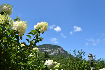 flowers and blue sky