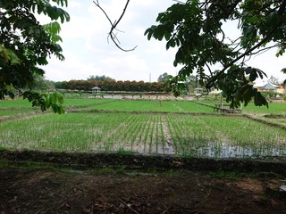 Wet rice field