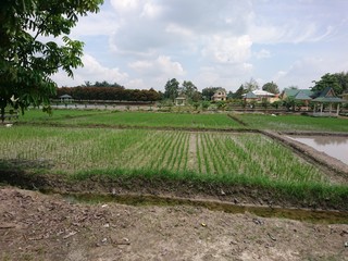 Wet rice field