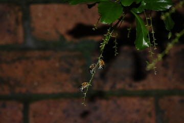 Three Blue Banded Bees Roosting