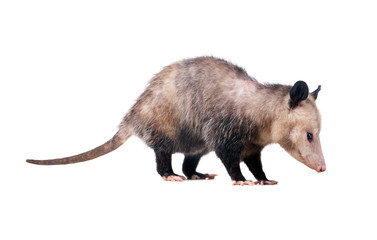 The Virginia opossum (Didelphis virginiana) or common opossum—the only marsupial (pouched mammal) found in the United States and Canada. Isolated on white background