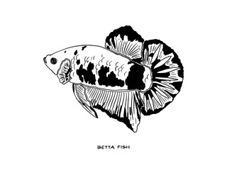Betta Fish photos, royalty-free images, graphics, vectors & videos