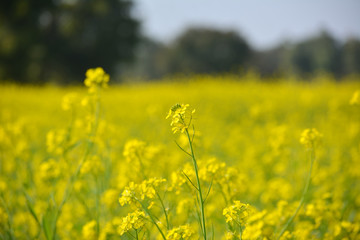 closeup view of mustard yellow flowers blooming in field