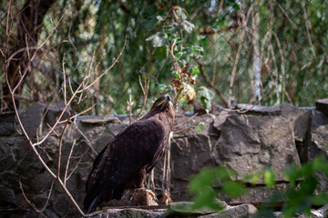 golden eagle close up