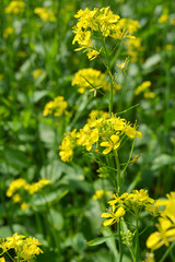 closeup view of mustard yellow flowers blooming in field