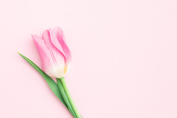 Valentines day, mothers day, womens day concept. Minimal flower composition. Single pink tulip closeup. Flat lay, top view, copy space
