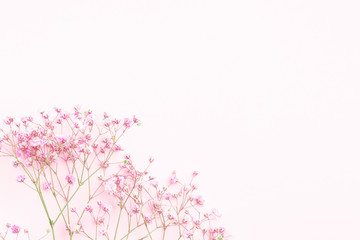 Obraz na płótnie Canvas Minimal flower composition.. colorful gypsophila floral background. Flat lay, top view, copy space, mockup
