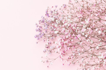 Minimal flower composition.. gypsophila pink floral background.  Flat lay, top view, copy space, mockup