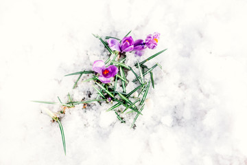 Little violet crocuse flowers in the snow