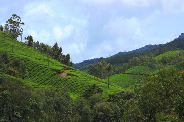 A HDR shot of Nilgiri Meadows from higher grounds