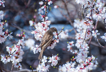 Sparrow on the branch of a tree eating flowers. Small bird on a blossom tree. Spring