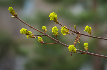 Green tree buds. Beginning of a spring time