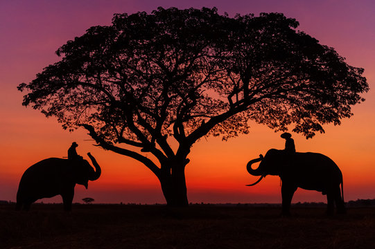 Silhouette of asia Elephants at Surin Thai land on the morning sunset.