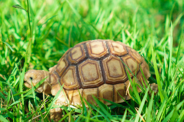 Turtles on the lawn and Suzuka turtles walking on the lawn