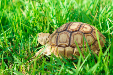 Turtles on the lawn and Suzuka turtles walking on the lawn