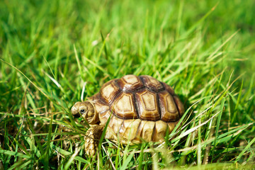 Turtles on the lawn and Suzuka turtles walking on the lawn
