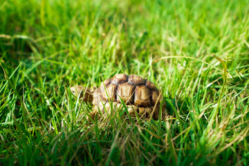 Turtles on the lawn and Suzuka turtles walking on the lawn