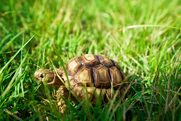 Turtles on the lawn and Suzuka turtles walking on the lawn