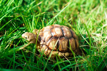 Turtles on the lawn and Suzuka turtles walking on the lawn