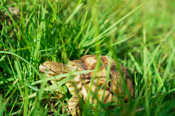 Turtles on the lawn and Suzuka turtles walking on the lawn