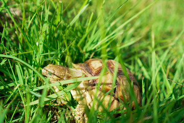 Turtles on the lawn and Suzuka turtles walking on the lawn