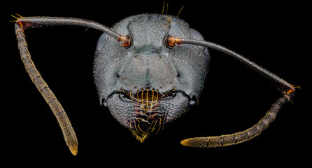 Extreme macro portrait of a black ant, sharp and detailed, magnified 10 times through a microscope objective. In real life, the width of the frame is 4.9 mm.