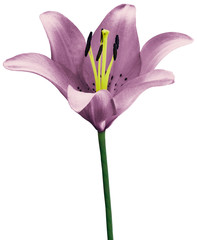 flower purple lily isolated on white background. Close-up. Flower bud on a green stem. Nature.