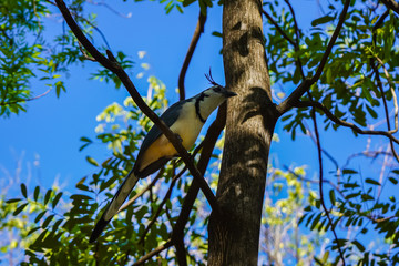 Beautiful close up view of a Blue Bird on Costa Rica
