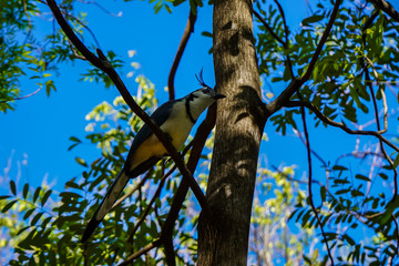 Beautiful close up view of a Blue Bird on Costa Rica