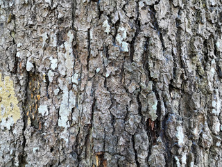  the surface of the rambutan tree bark