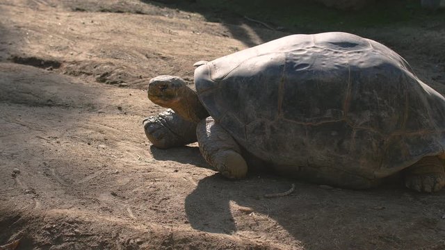 Giant, old slow-moving Gal&aacute;pagos tortoise moves heavily across the ground.