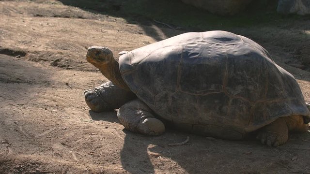 Giant, slow-moving Gal&aacute;pagos tortoise looks around at its surroundings before hanging its head while basking in the warm sun.