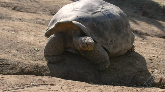 Giant, slow-moving Gal&aacute;pagos tortoise moves heavily across the ground toward companions of the same species.