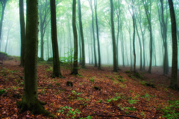 Foggy morning in green forest