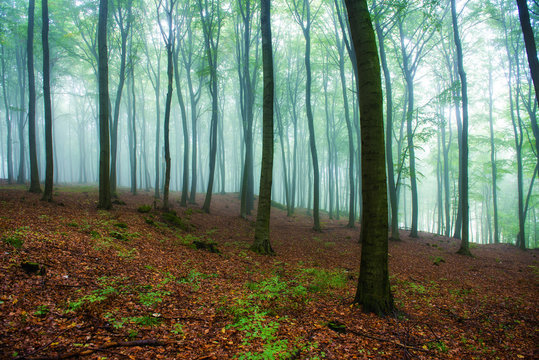 Foggy morning in green forest © Piotr Krzeslak
