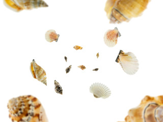 Shells isolated. Starfish, seashell falling on white. Hello sea summer background