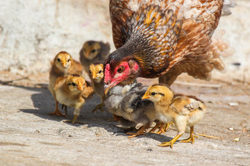the chickens family  on the backyard of a village house